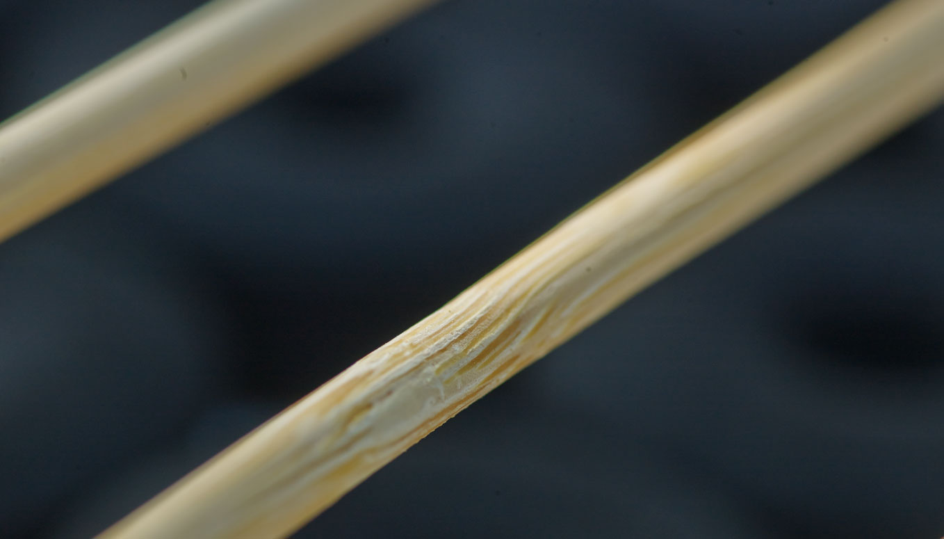 Bamboo